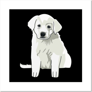 Baby Akbash dog , cute puppy, great pyrenees baby, akbash baby dog australia Posters and Art